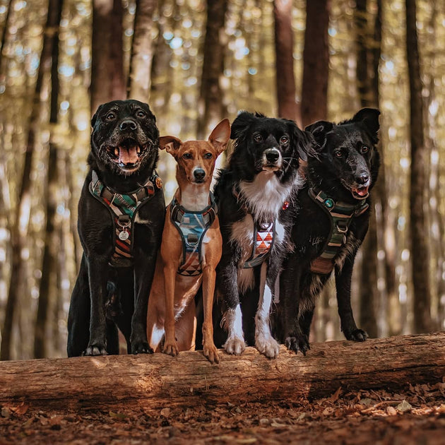 Collars VS. Harness The Best Choice For Your Furry Friend Embark Pets