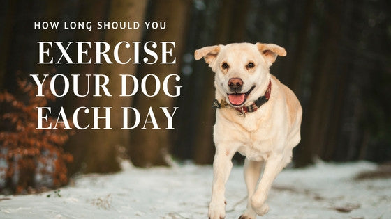 How Long Should You Walk Or Exercise Your Dog? [Info About Each Breed –  Embark Pets