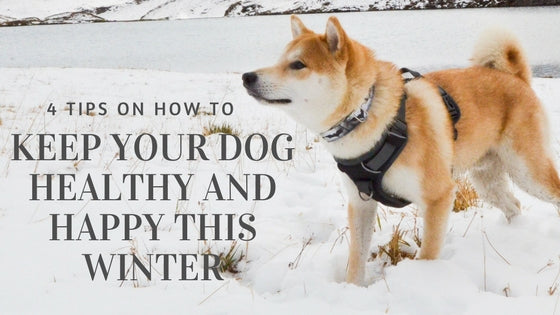 4 Tips to Help Keep Your Dog Happy and Healthy This Winter – Embark ...