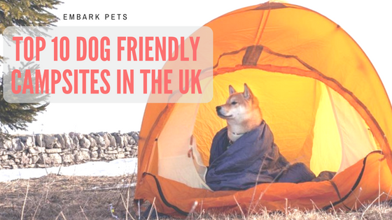 Best dog best sale friendly campsites