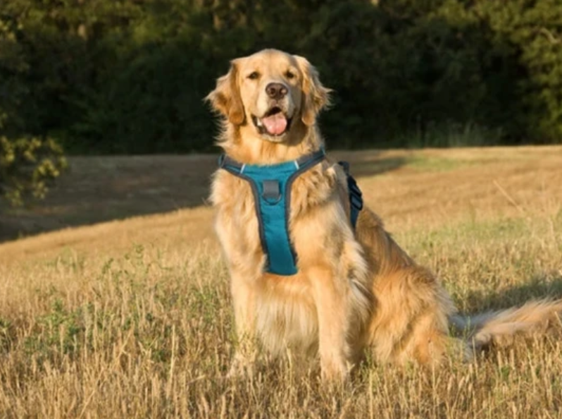Should your Golden Retriever wear a Collar or Harness Embark Pets
