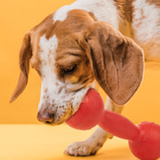 Rubber Dumbbell Toy