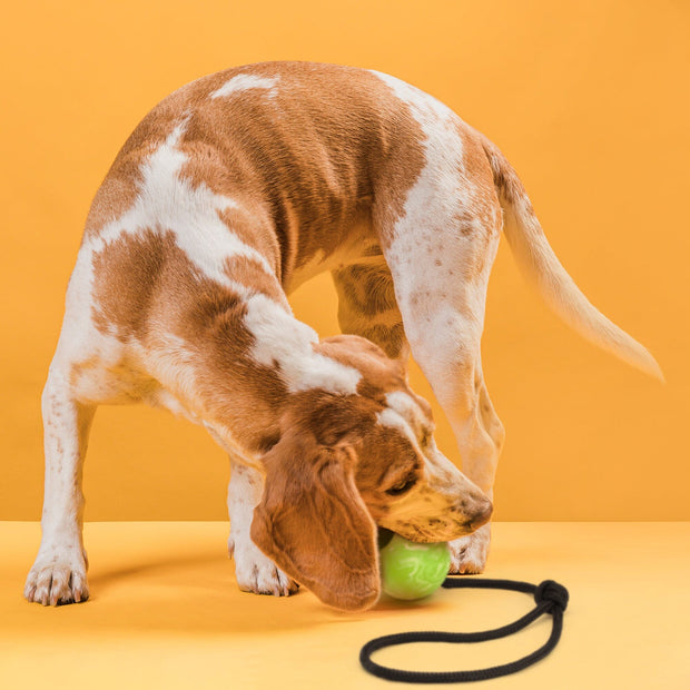 Rubber Ball with Rope