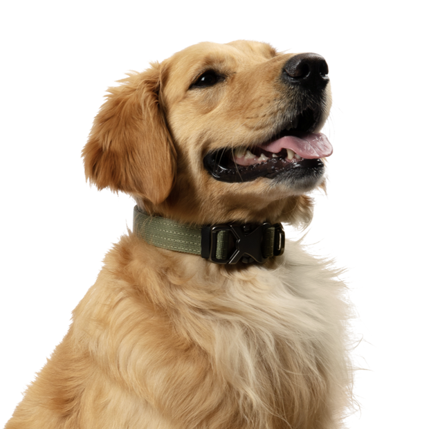 Adventure Dog Collar | Hunter Green
