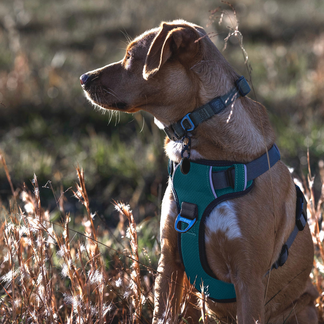 Amazon Harley Davidson Dog Harness 1/2 Inch Wide Harley Cat Collar