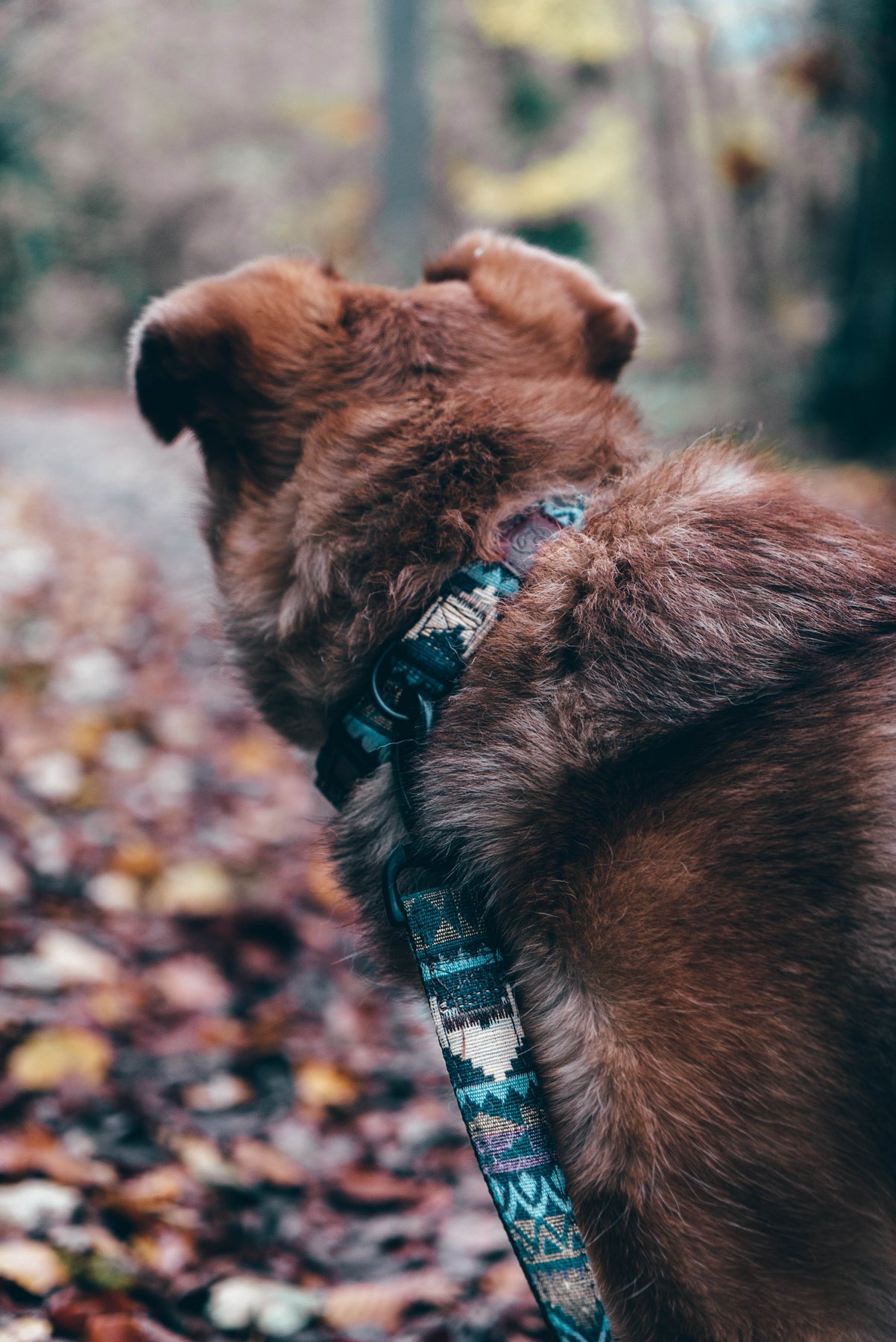 Urban Dog Collar - Azure – Embark Pets