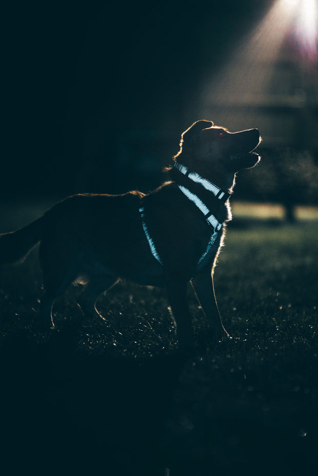 Illuminate Reflective Dog Leash - 5 Feet Long