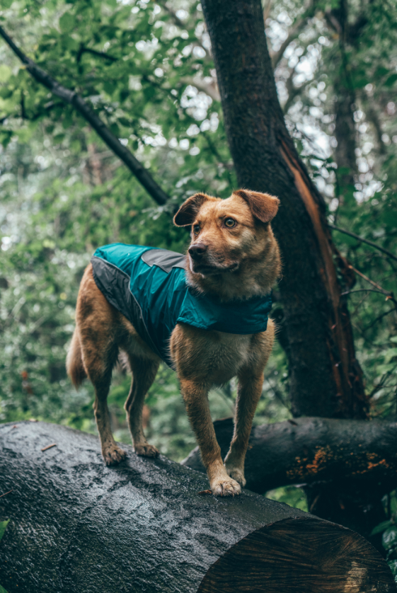 Adventure Dog Rain Jacket