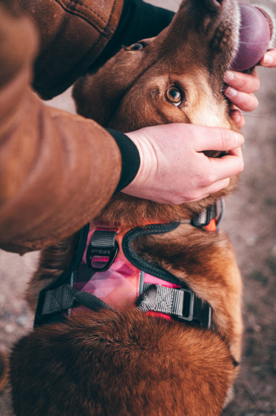 Embark adventure harness hot sale