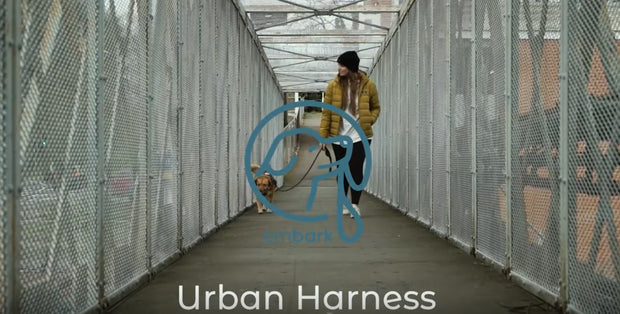 Urban No Pull Dog Harness - Aurora