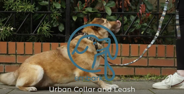 Urban Dog Collar - Azure