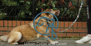 Urban Dog Leash - Azure - 4 Feet Long